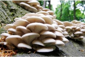 İstiridye Mantarı Yetiştiriciliği nasıl yapılır? Karlı mıdır?