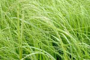 Teff Grass Otu (Yaz Otu) Nedir? Teff Grass Ekimi.